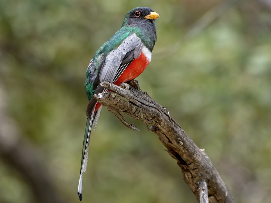 Black Birds with Red Wings - The Black-Throated Trogon: Exotic Elegance