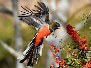 Male (Coppery-tailed) - Adam Dudley - ML303625861