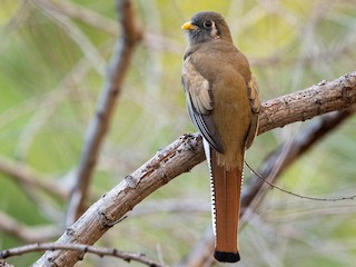 Hembra (Coppery-tailed) - William Higgins - ML303625901