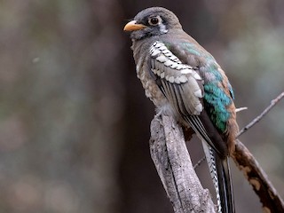 Молодая птица (Coppery-tailed) - Scott Olmstead - ML303625931