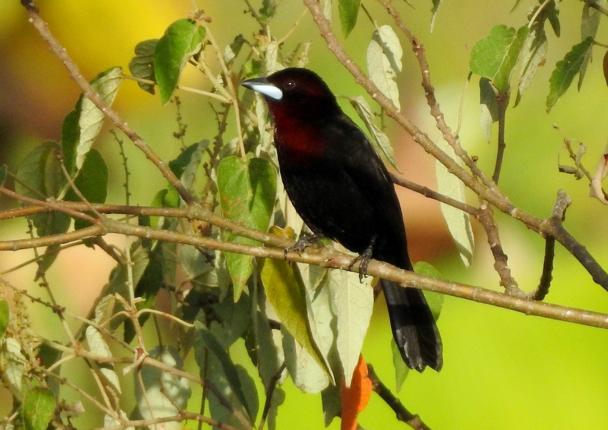 Silver-beaked Tanager - ML303629161