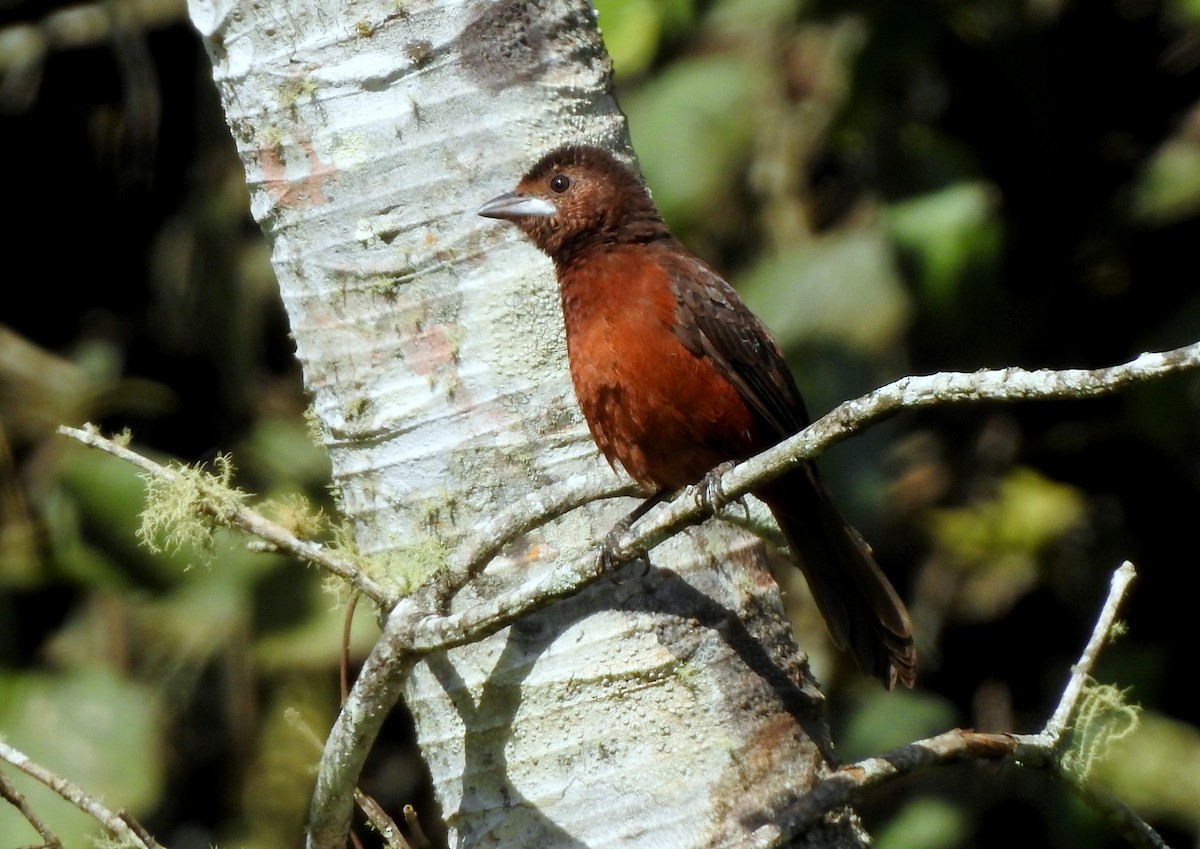 Silver-beaked Tanager - ML303629241