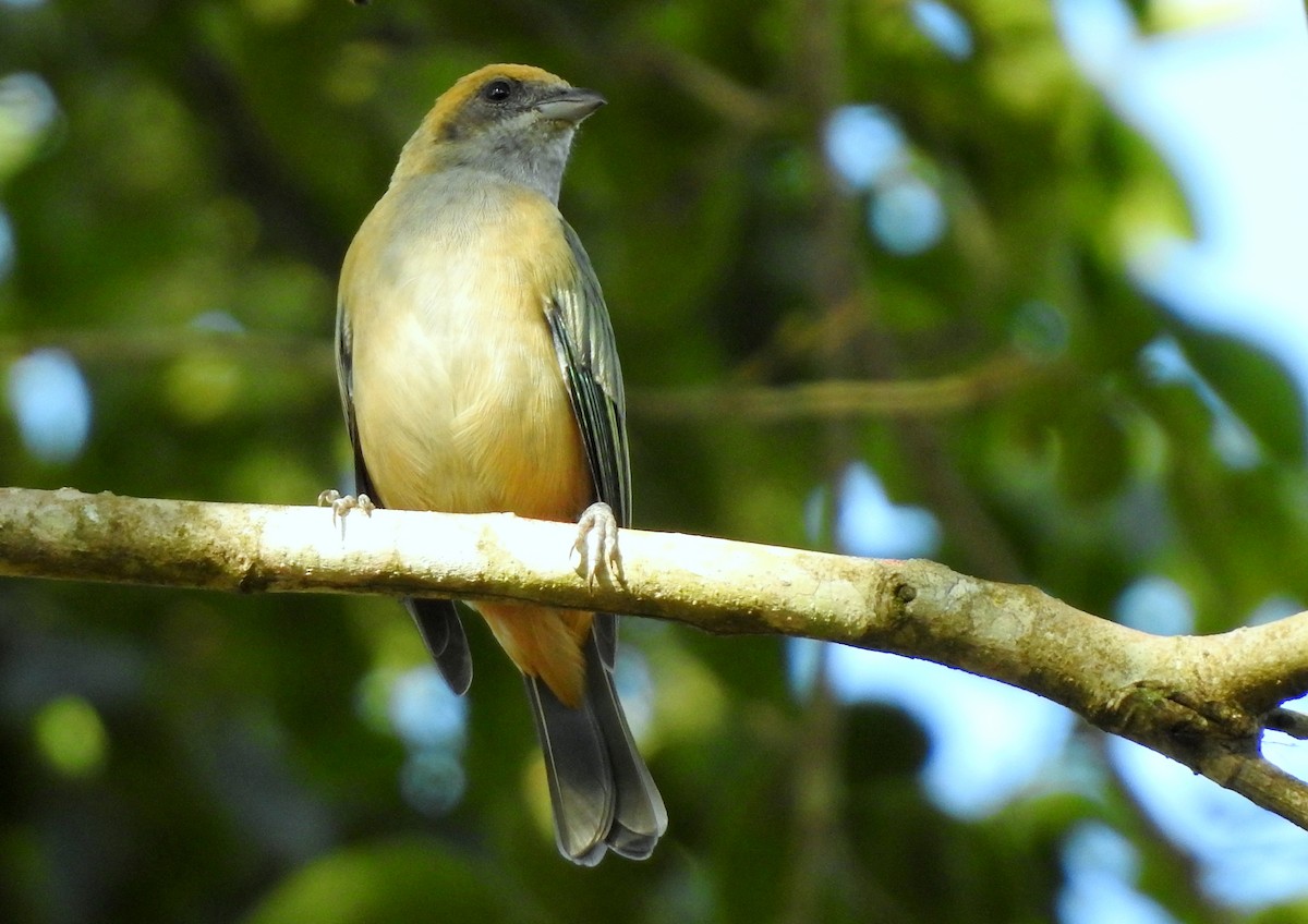 Burnished-buff Tanager - ML303629371