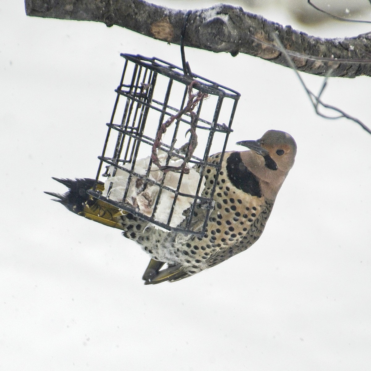 Northern Flicker (Yellow-shafted) - ML303630511