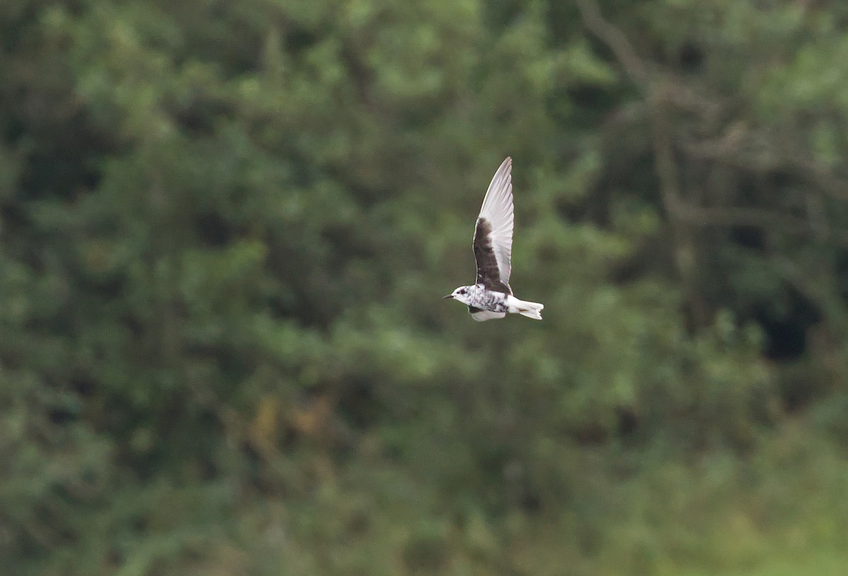 White-winged Tern - ML303644311