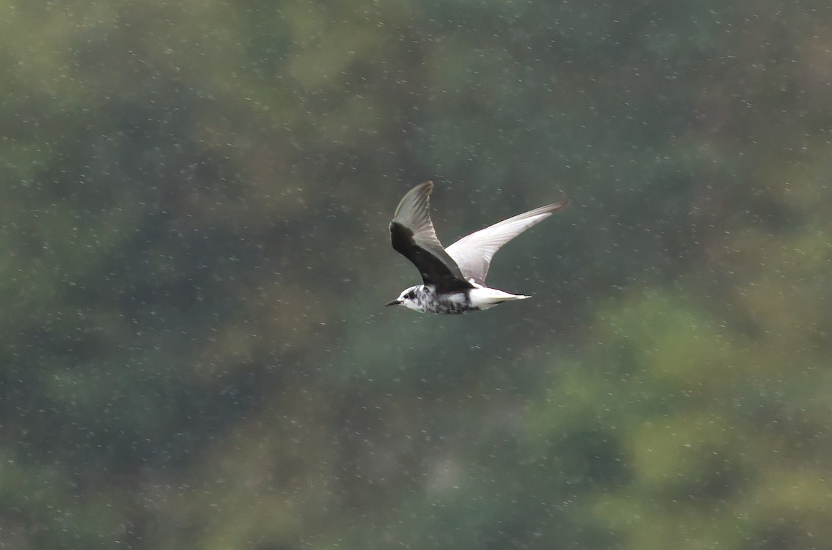 White-winged Tern - ML303644321