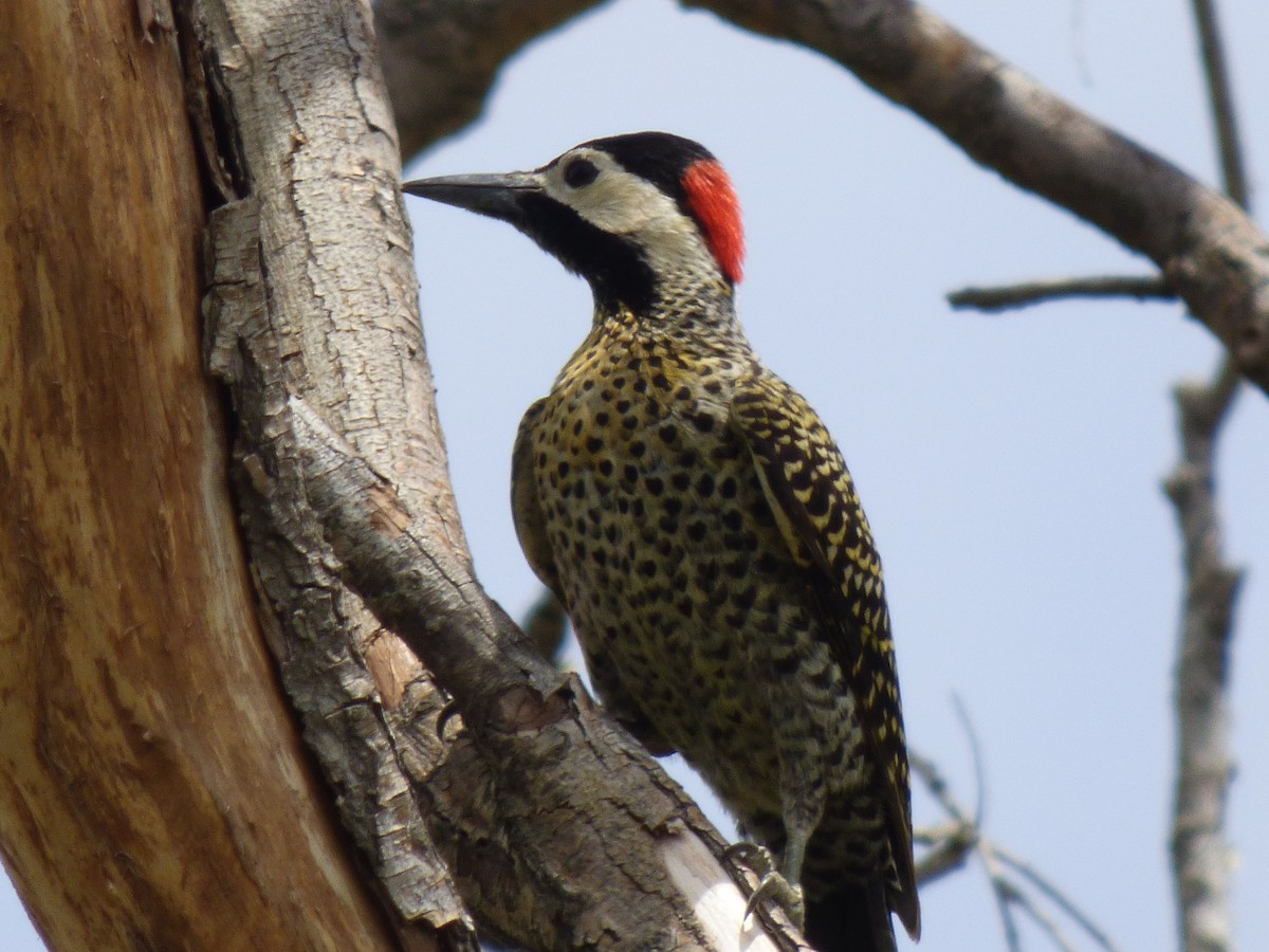 Green-barred Woodpecker - Darío Campomanes
