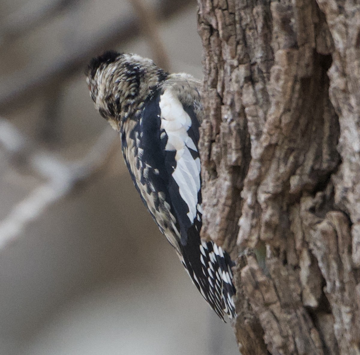 ML303650821 - Yellow-bellied Sapsucker - Macaulay Library