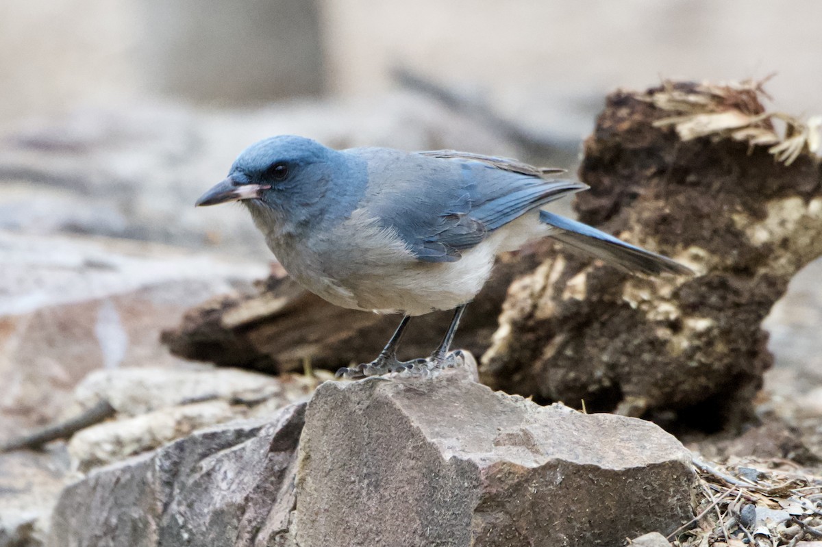 Mexican Jay - ML303650891