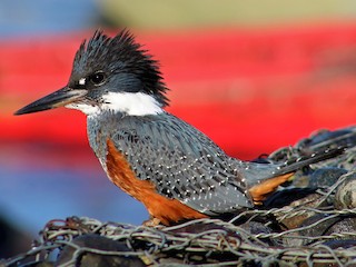 雌鳥 (Patagonian) - Rodrigo Trecaman - ML303651771