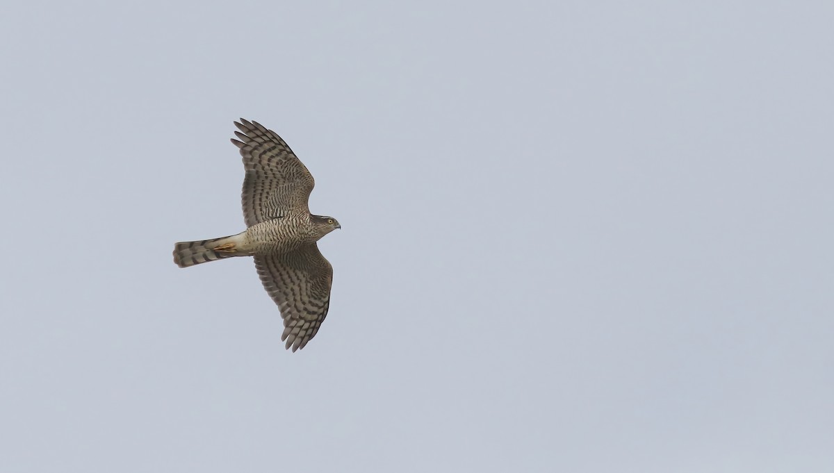 Eurasian Sparrowhawk - ML303651951
