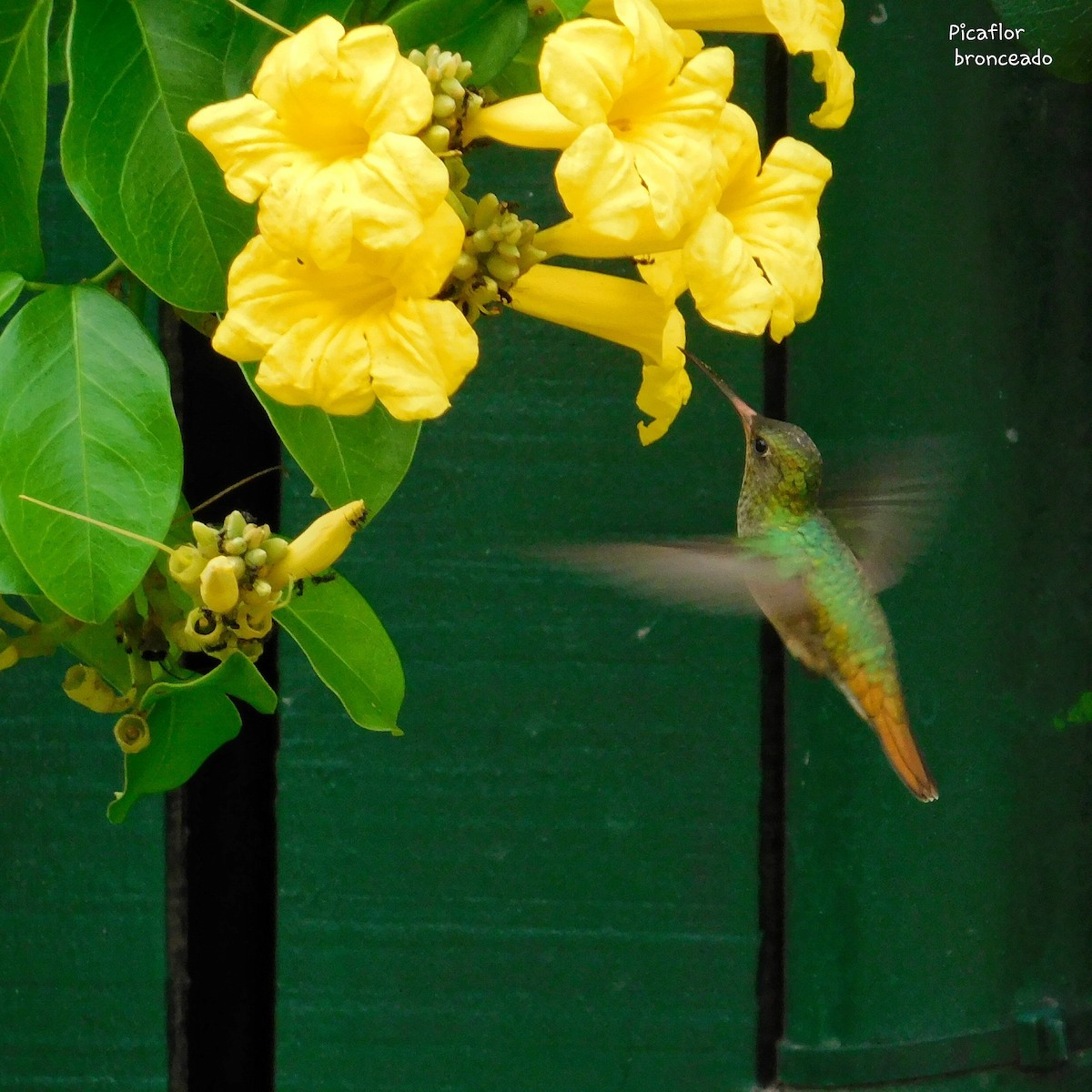 Gilded Hummingbird - ML303654281