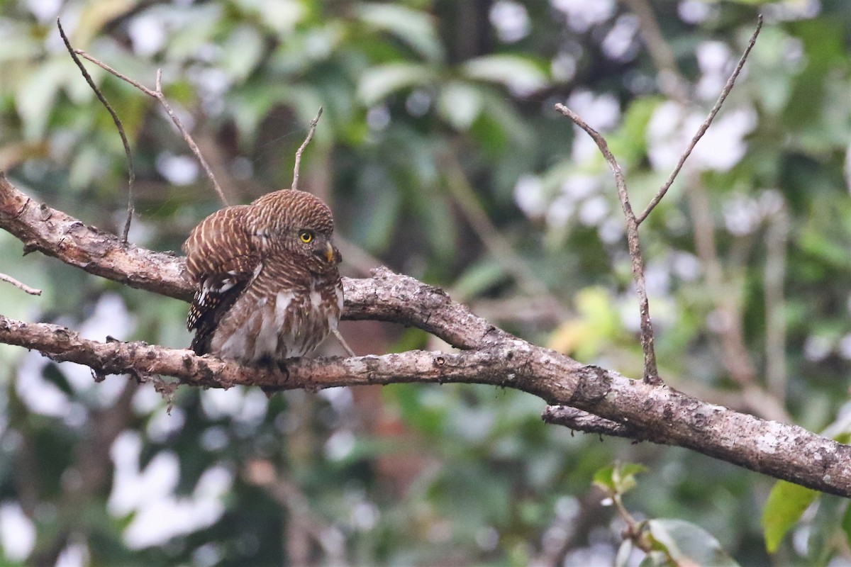 Asian Barred Owlet - Diptesh Ghosh Roy