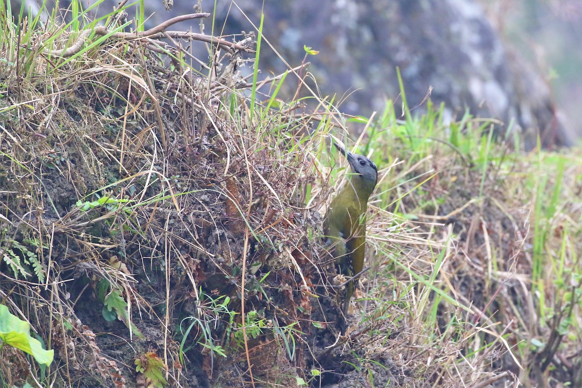 Gray-headed Woodpecker - Diptesh Ghosh Roy