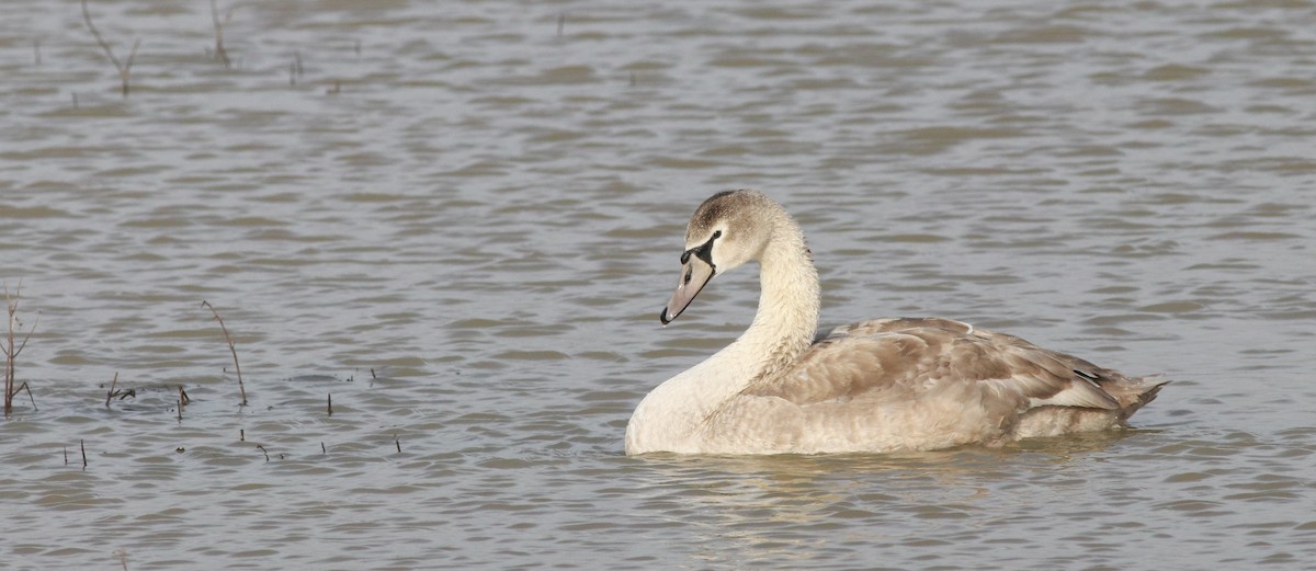 Mute Swan - Jacob Spinks
