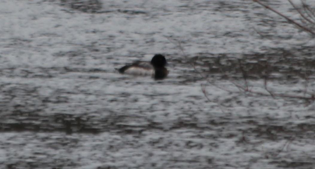Greater Scaup - ML303659621