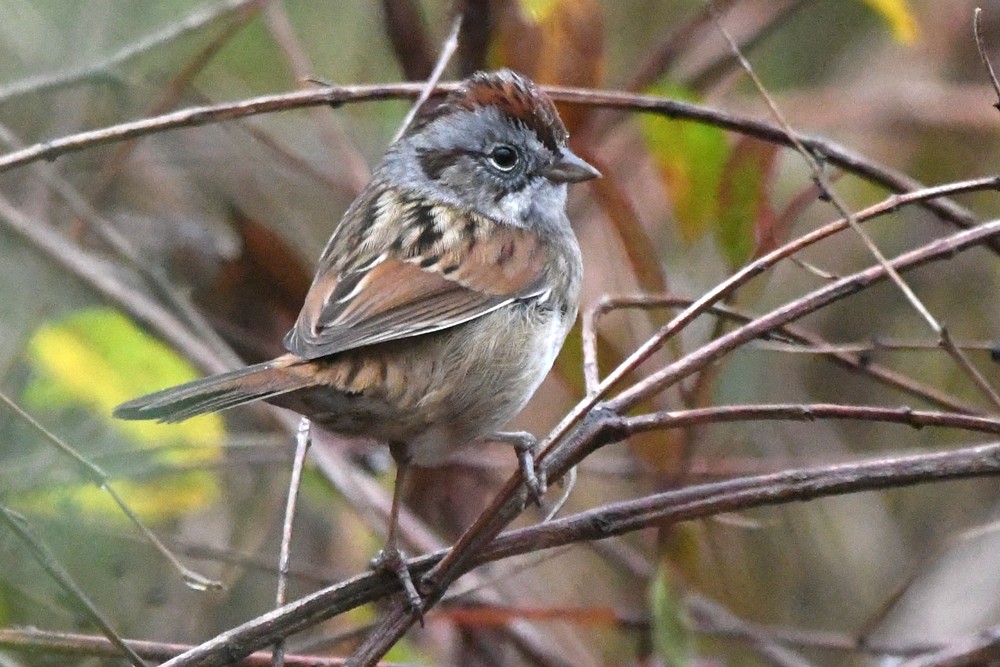 Swamp Sparrow - ML303660101