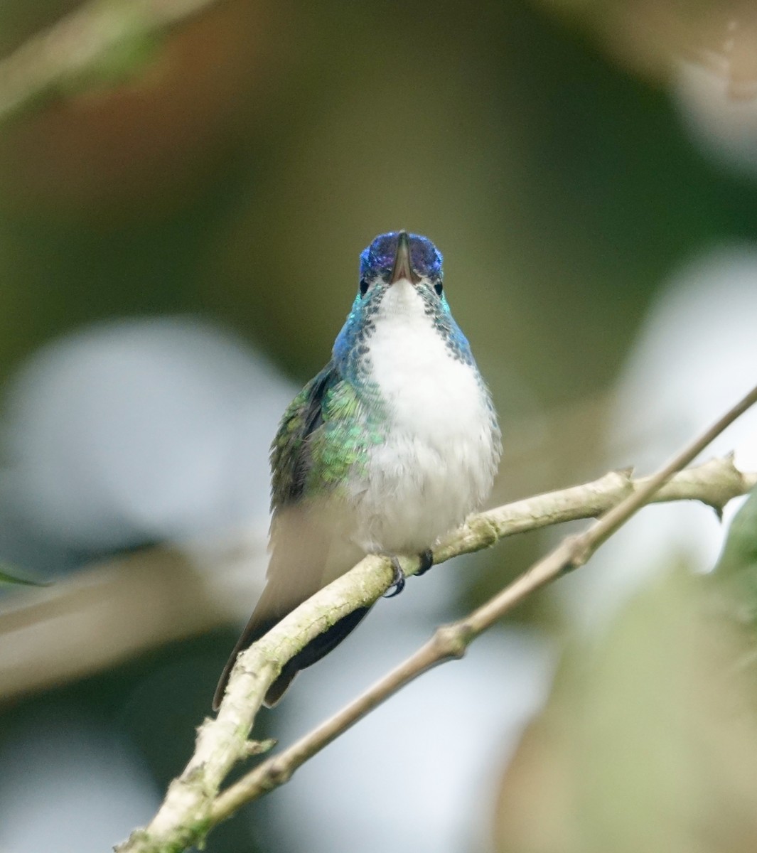 kolibřík andský - ML303667261