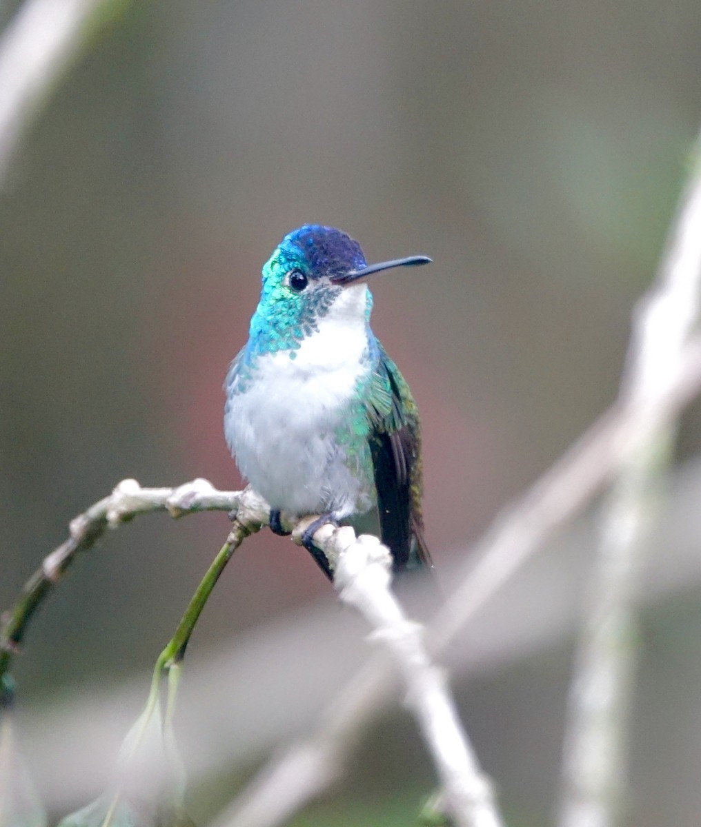 kolibřík andský - ML303669231