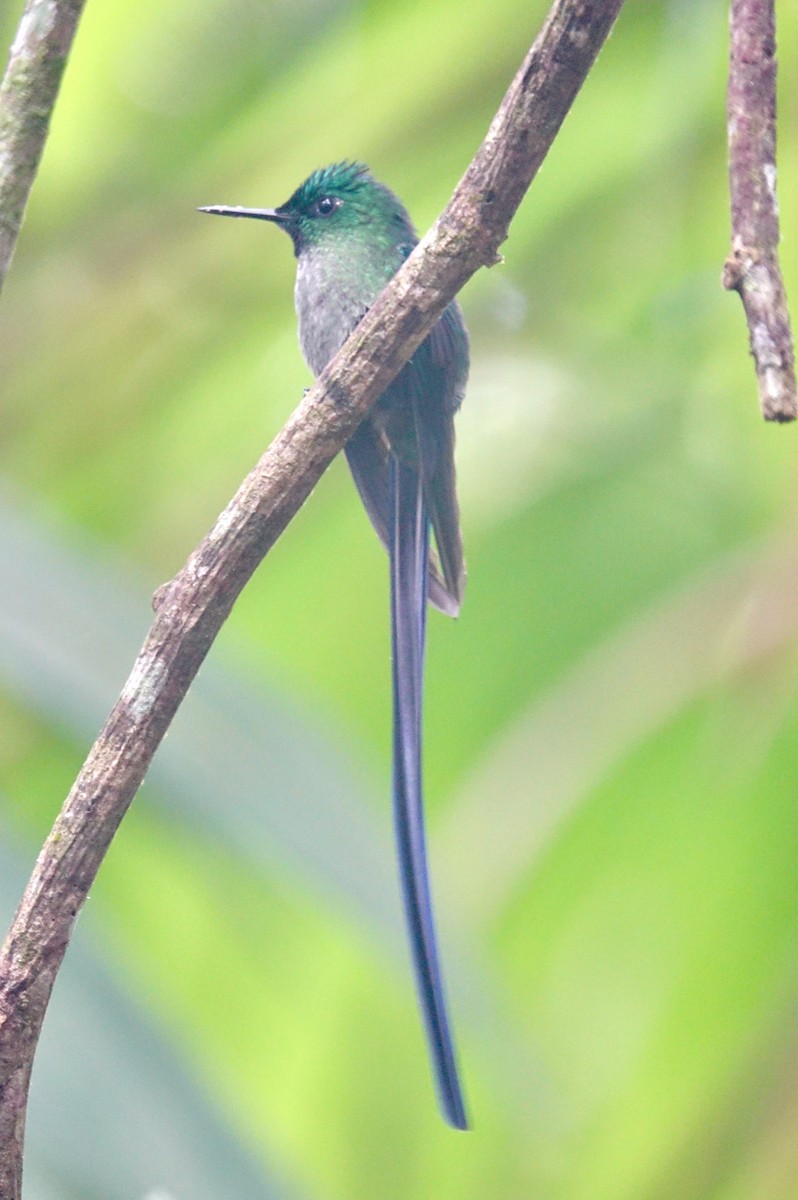 Long-tailed Sylph - ML303670481