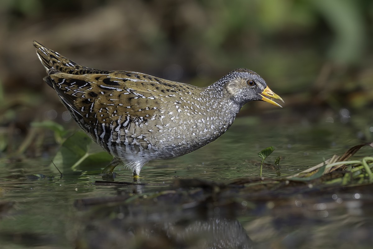 Spotted Crake - ML303671921