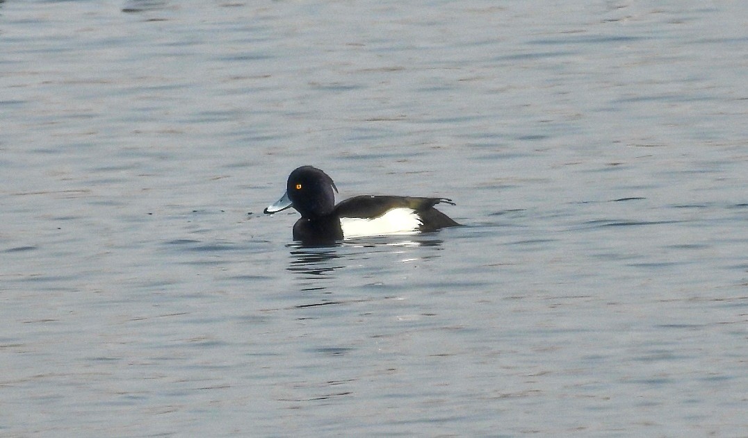 Tufted Duck - ML303672621