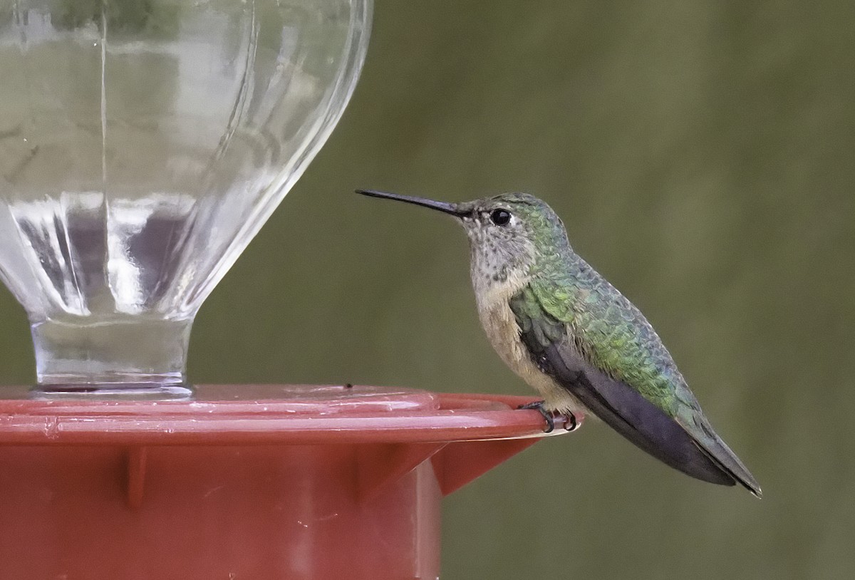 Broad-tailed Hummingbird - ML303676121