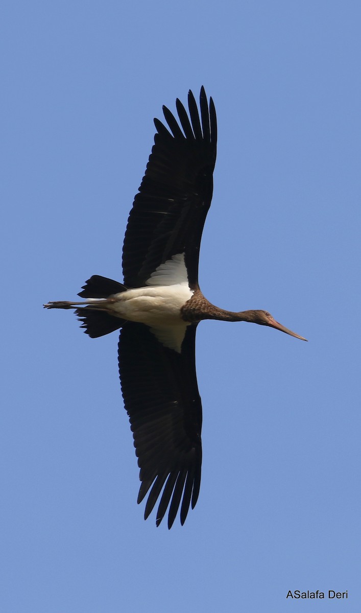 Black Stork - ML303676151