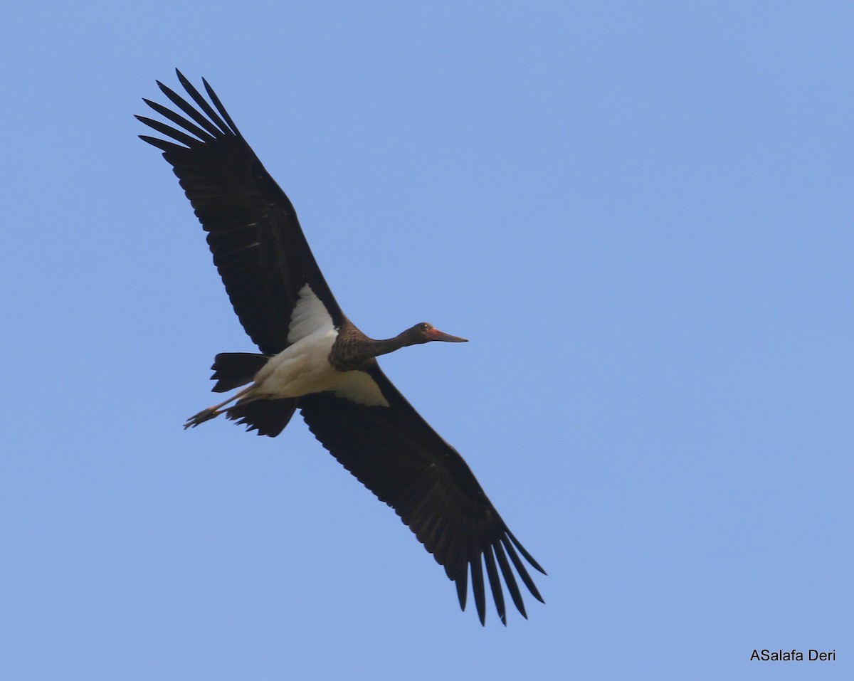 Black Stork - ML303676191