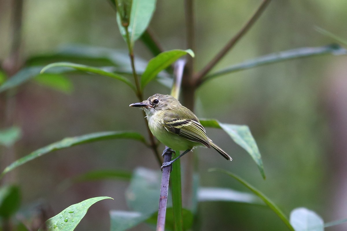 Smoky-fronted Tody-Flycatcher - ML303677701