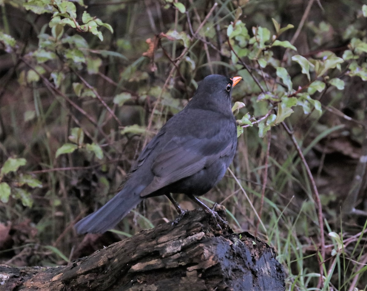 Eurasian Blackbird - ML303679191