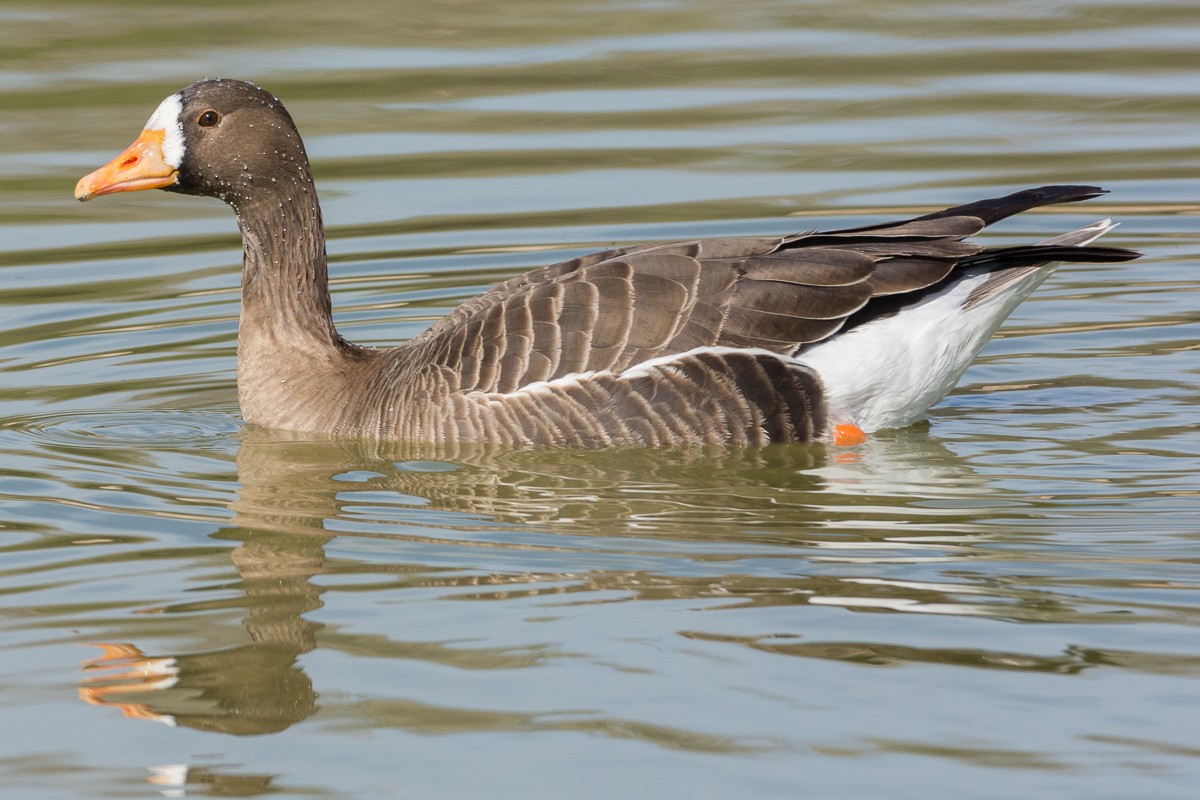 Greater White-fronted Goose - ML303679531