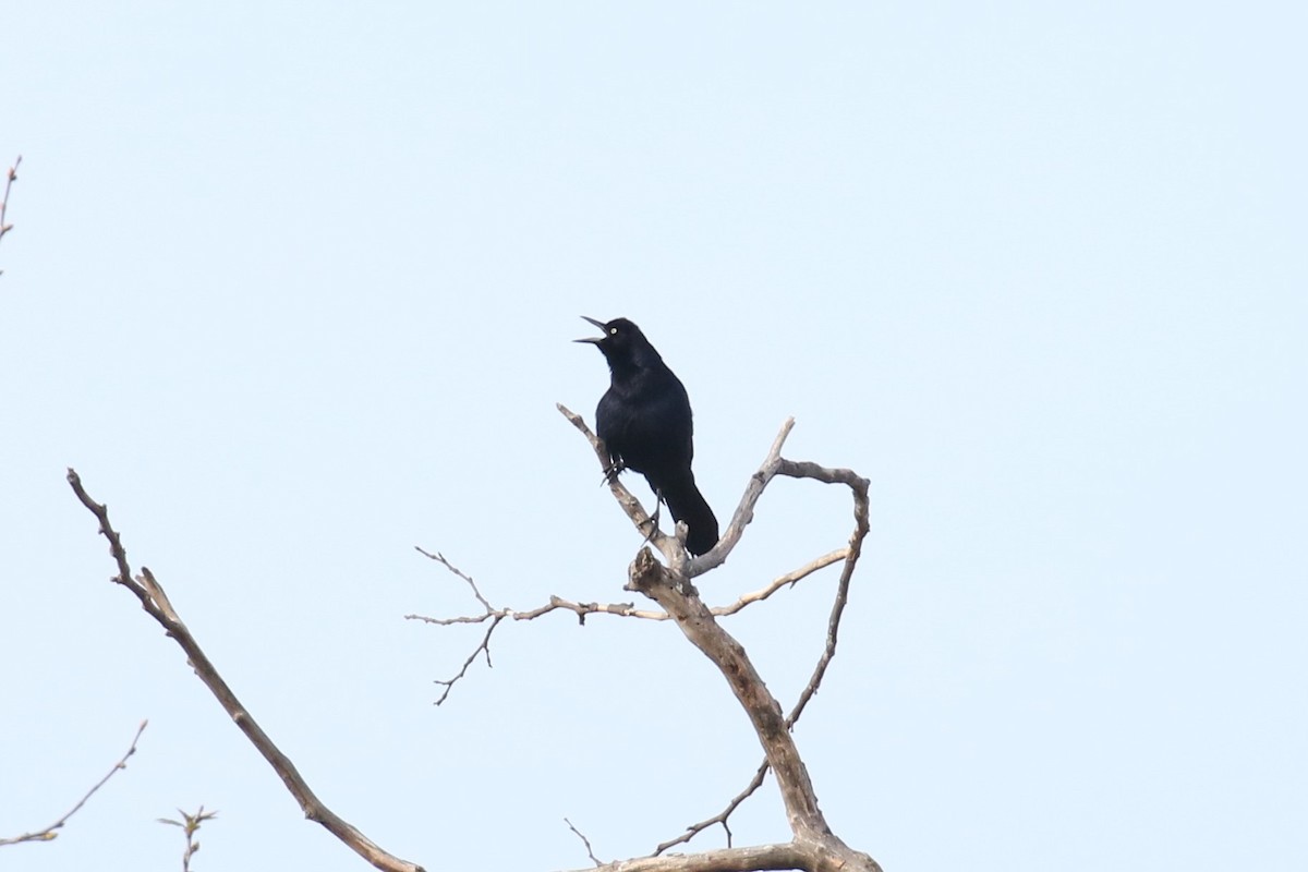 Great-tailed Grackle - ML303682321