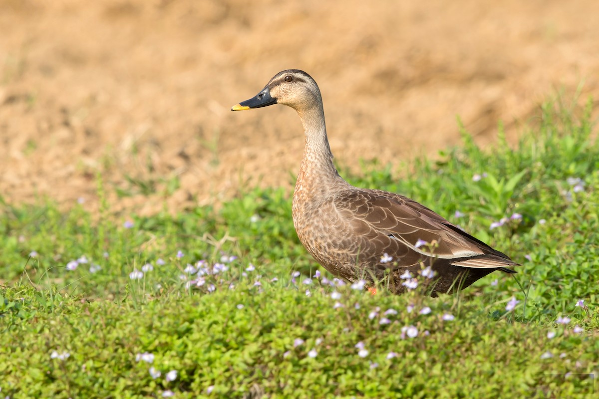 Eastern Spot-billed Duck - ML303686321