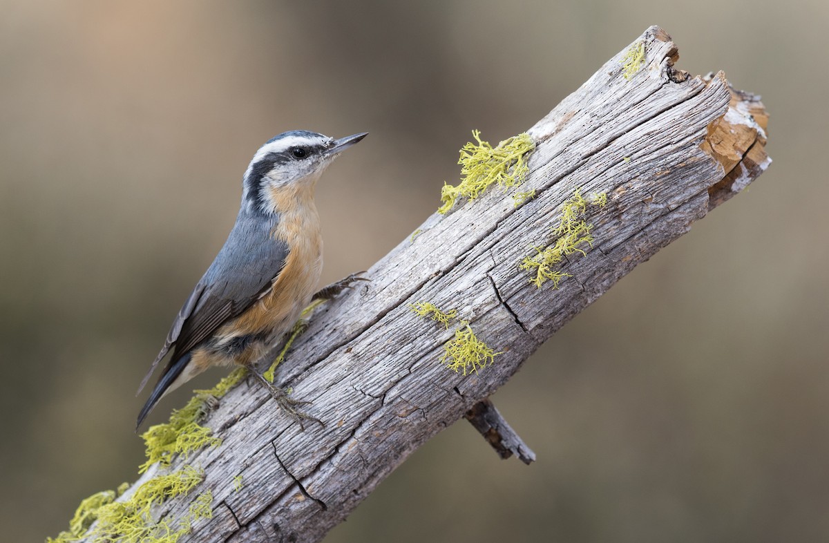 Red-breasted Nuthatch - ML303686341