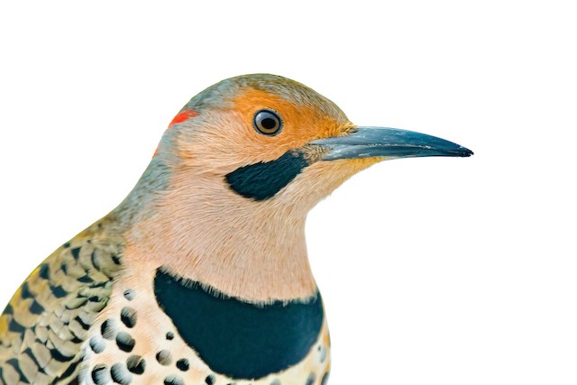Adult Northern Flicker (subspecies <em>luteus</em>). - Northern Flicker - 