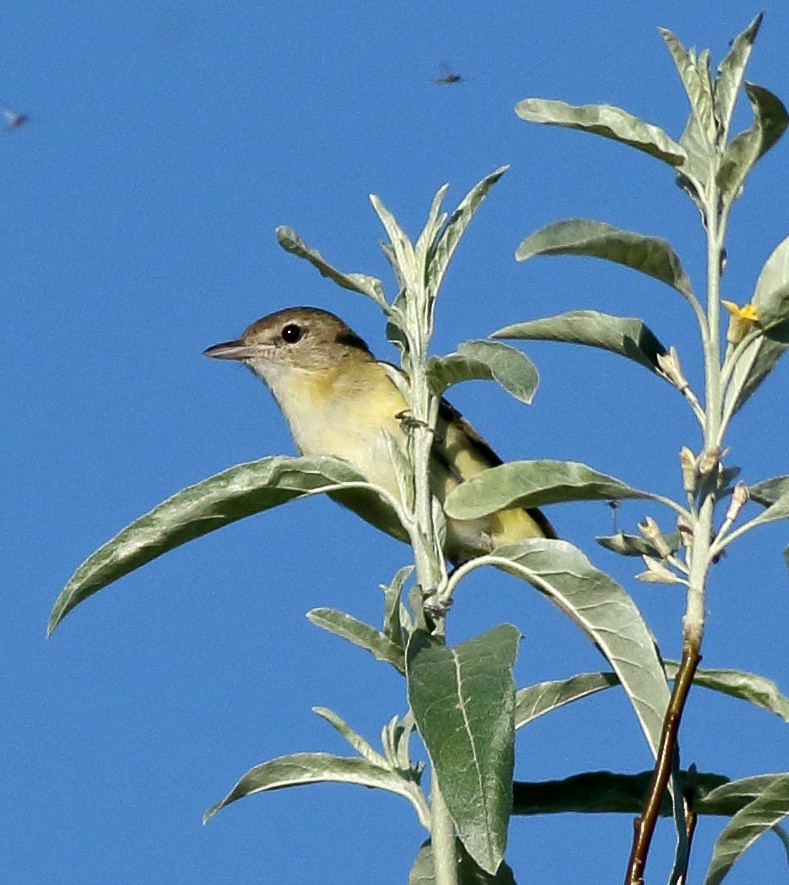 Bell's Vireo - Robb Hinds