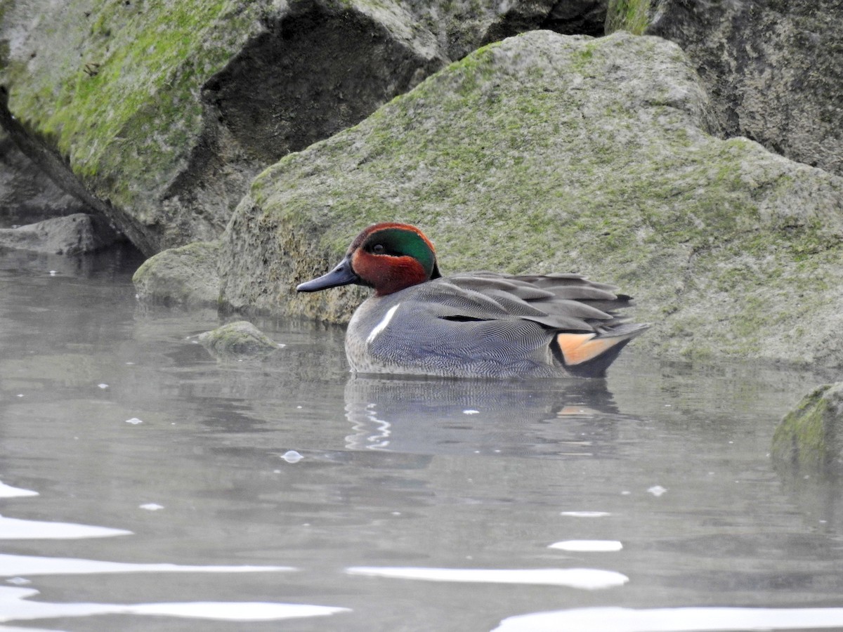 Green-winged Teal - ML303703351