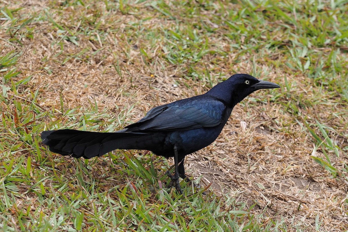 Great-tailed Grackle - ML303703761