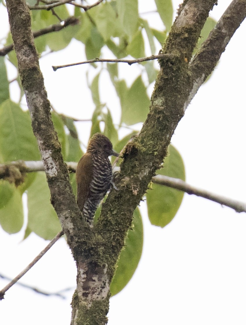 Choco Woodpecker - Daniel López-Velasco | Ornis Birding Expeditions