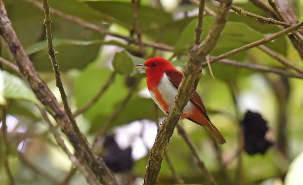 Scarlet-and-white Tanager - ML303705021