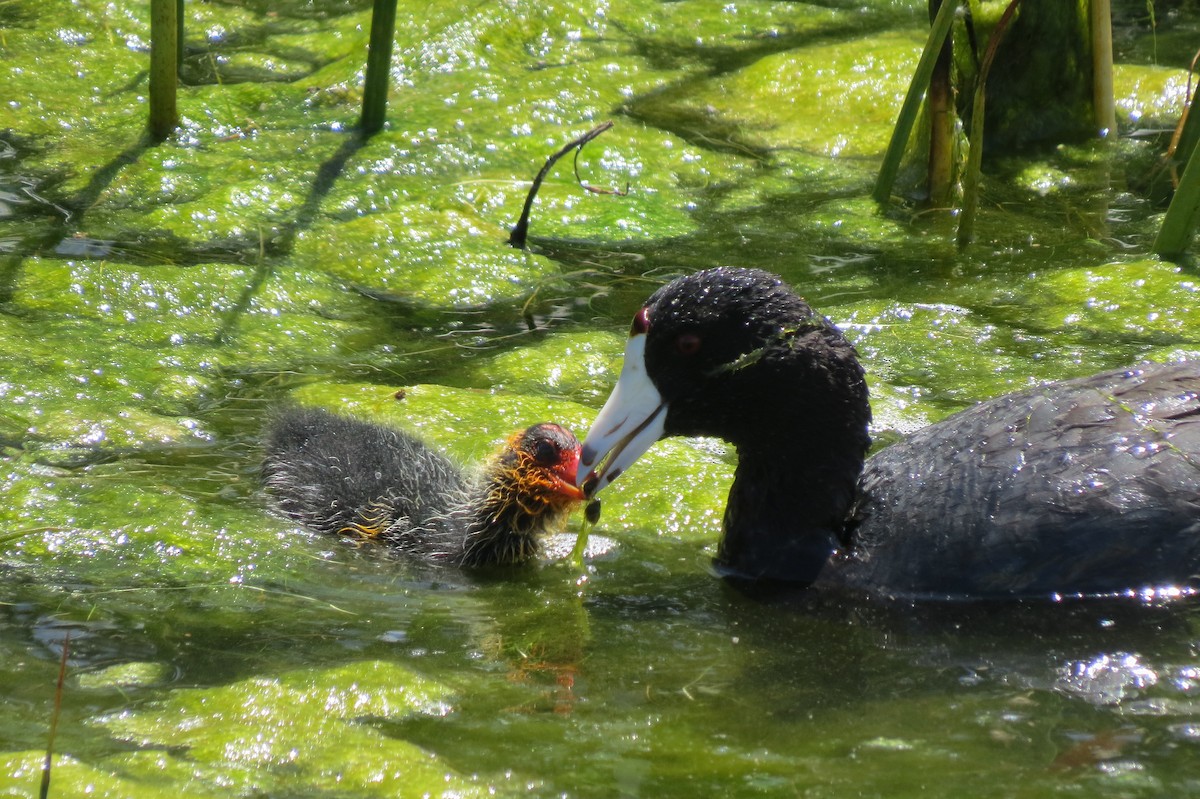 American Coot (Red-shielded) - Denise Hughes