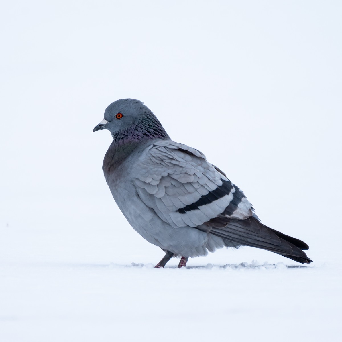 Rock Pigeon (Feral Pigeon) - Lynn Gregg