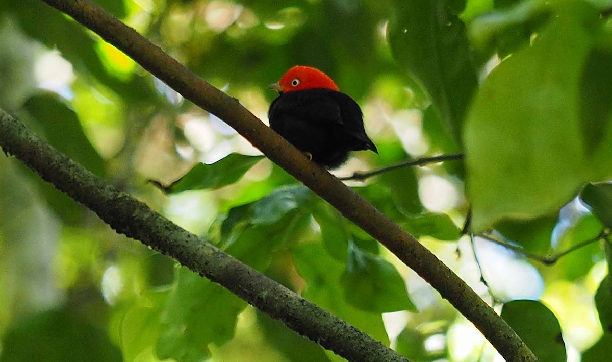 Red-capped Manakin - ML303709851
