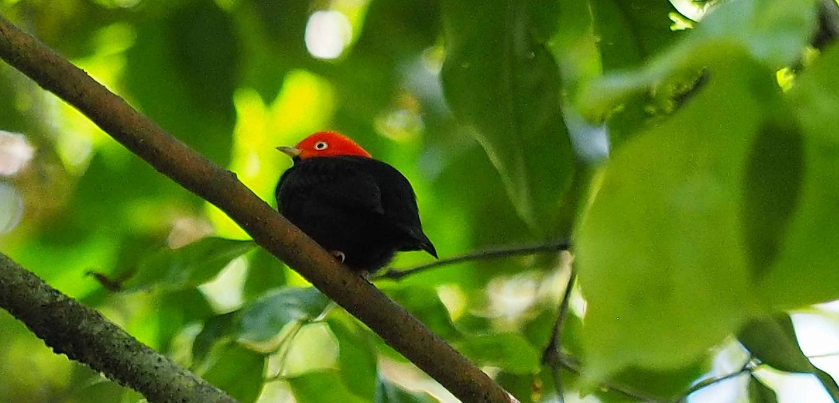 Red-capped Manakin - ML303710011