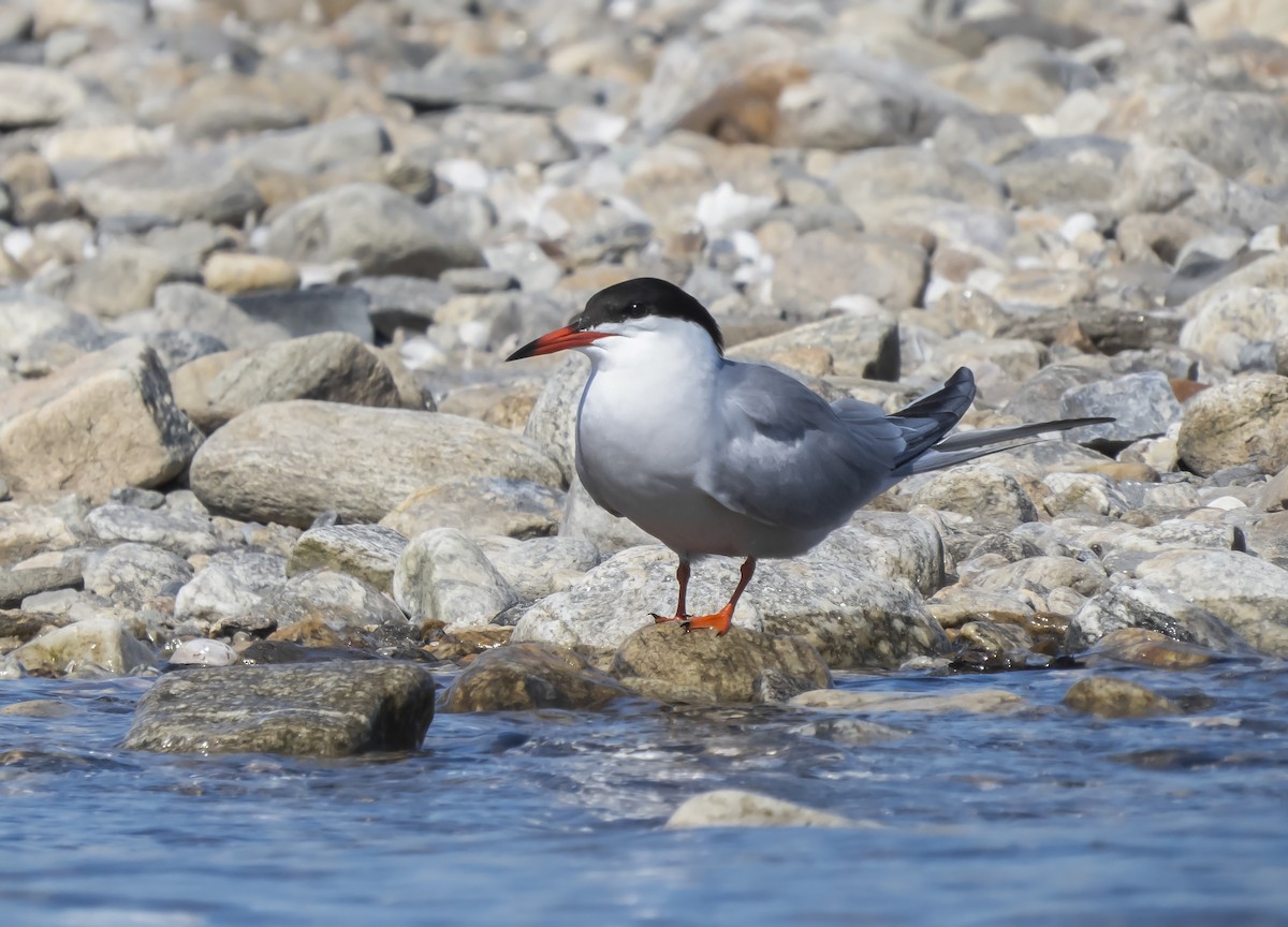 Common Tern - Jory Teltser