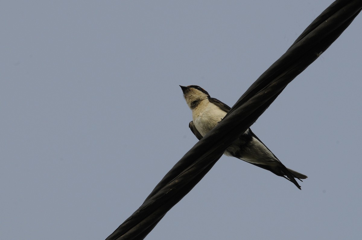 Wire-tailed Swallow - ML303711011