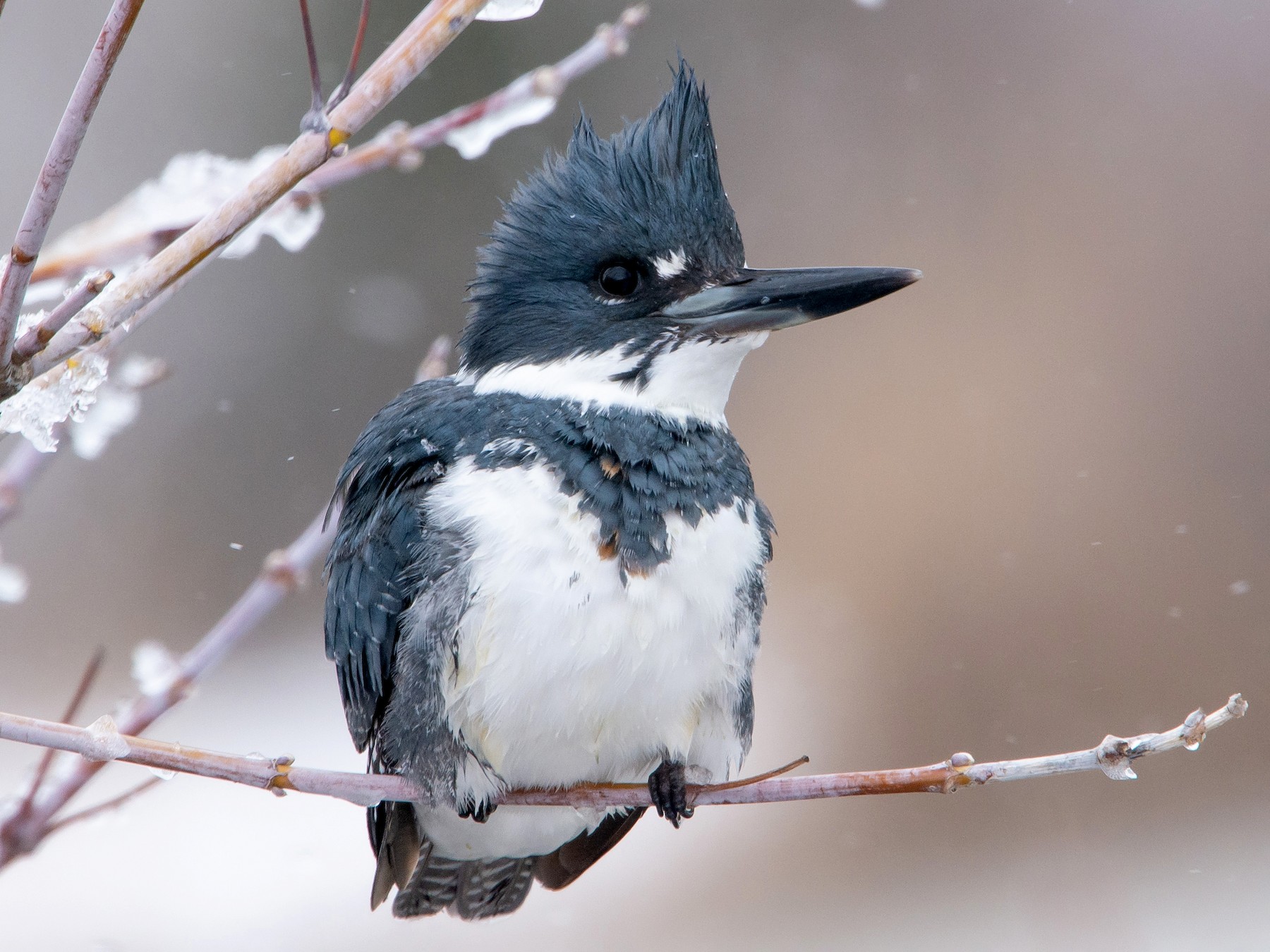 Belted Kingfisher - Michael Nelson