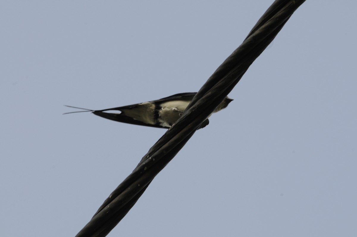 Wire-tailed Swallow - ML303711131