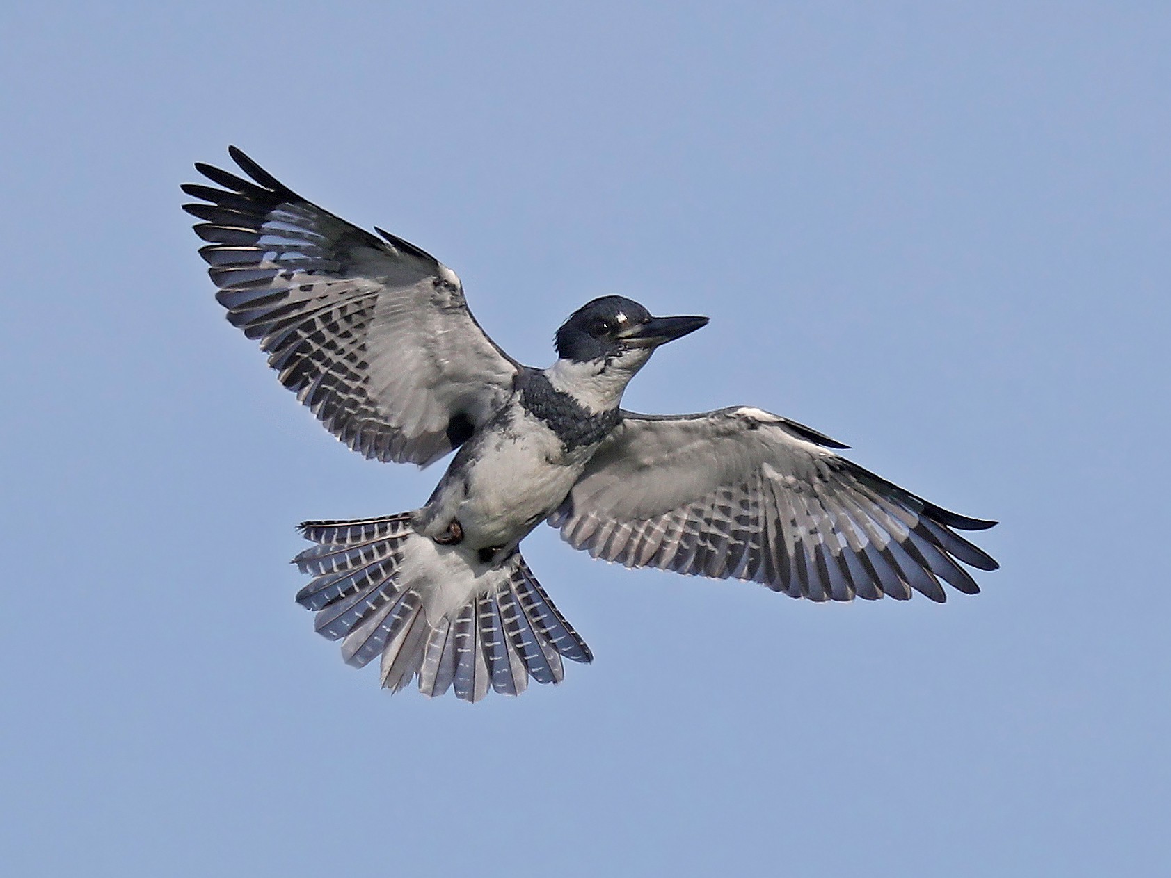 Belted Kingfisher - South Dakota Birds and Birding